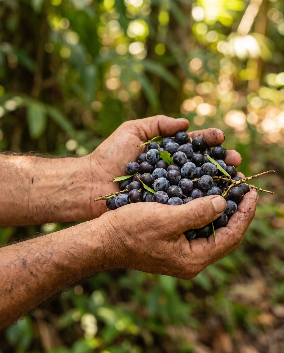 Zwei Hände halten frisch gepflückte Açaí-Beeren, dahinter unscharf der Regenwald