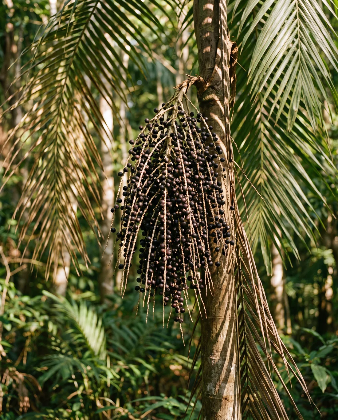 Reife Açaí-Rispe an einer Palme im Regenwald, die dunklen Beeren sitzen dicht am Stiel